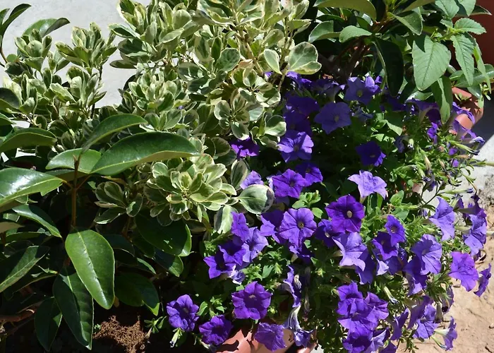 B&B La Casa Bianca Di Porto Conte